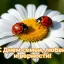 Святые покровители семьи, любви и верности Святые покровители семьи, любви и верности